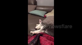 Newsflare Edit - This husky puppy really hates his owner's singing