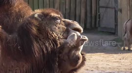 Camels play fight at Chester zoo