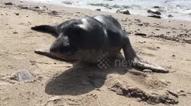 An encounter with a particularly friendly seal