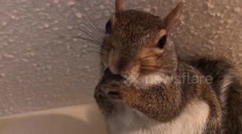 Lexi the pet squirrel finds avacado 'finger-licking good'