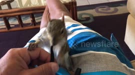 Lexi the pet squirrel plays with owner