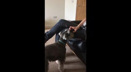 Dog likes apple