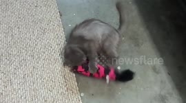 Stray Cats First Toy