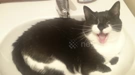 Just a cat relaxing in a sink full of water