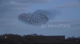 Spectacular starling murmuration in Lincoln nature reserve