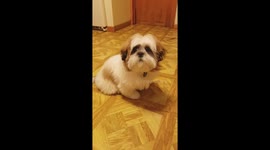 Baby steals bed from dog.