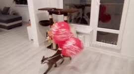Burmese cat plays with balloons