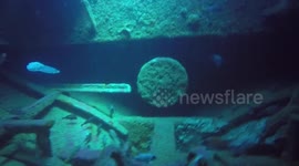 Eerie shipwreck dive with nurse sharks lurking in the shadows