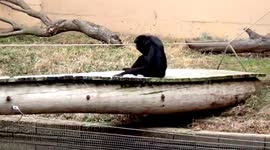 Playful Gibbons at the Tulsa Zoo - Monkeys at the Zoo