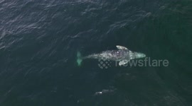 Grey whale swims upside down near Los Angeles