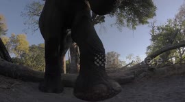 'Angry' elephant kicks GoPro camera