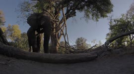 'Angry' elephant kicks GoPro camera