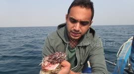 Dead moray eel found with fish in its throat