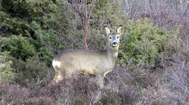 Signs of spring in Scottish highlands with roe deer bucks growing horns