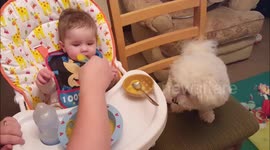Cute Baby & Dog eat together :)