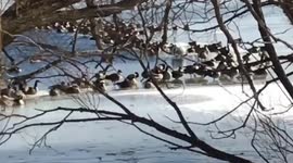 Gaggle of geese layover outside of Detroit Lakes MN following high wind storm