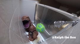 Man takes bath in oversized T-Rex costume