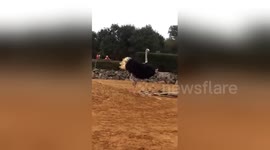Crazy Dancing Ostrich