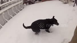 Puppy in Snow #3