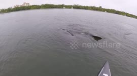 Friendly manatees approach paddle boarders