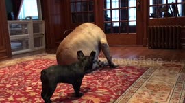 Puppy getting frisky with giant bull mastiff