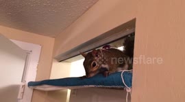 Lexi the Pet Squirrel fist words