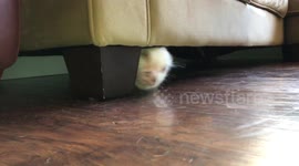 Stuck under the couch!