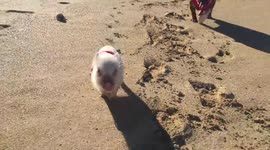 Lilo and Stytch Running on the Beach