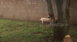 Dog and Pig tug of war -- sorta ;)