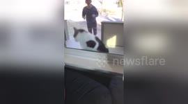 Cat tries to run through glass window