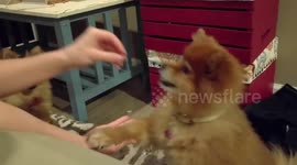 Haley learns to shake