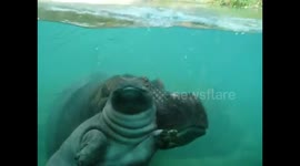 Hippo calf helped to the surface by mother to breathe