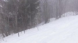 Dog play in snow