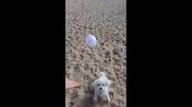 Cute dog's hilariously bad attempt at a game of fetch