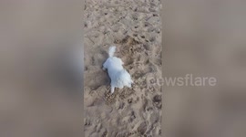 Cute dog's hilariously bad attempt at a game of fetch