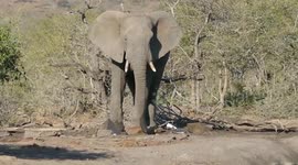 Elephant Seduction