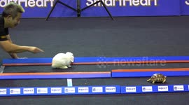 Tortoise races 'hare' and wins at a pet show in a recreation of Aesop's Fable