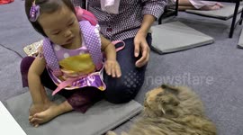 Baby and cat meet up at cat cafe
