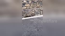 Rare wild snow leopard appears on road in southwestern China