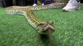 Python on display at pet show