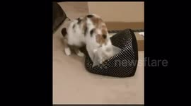 Cat cannot get into new bed with cone collar