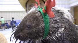People show off their pet porcupines in Thailand