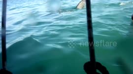 Tourists get terrified as great white shark approaches diving cage