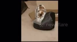 Cat cannot get into new bed with cone collar