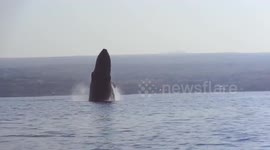 Large humpback whale breaches close to kayakers