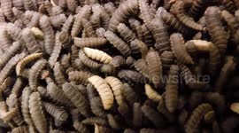 Larvae display at pet show