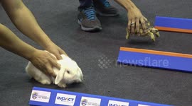 Tortoise races a reluctant 'hare' which runs all over the arena