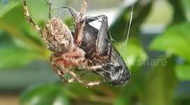 Spider captures huge cricket