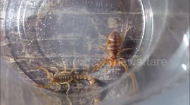 Camel Spider Crushes Scorpion's Tail