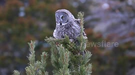 Wyoming Wind Nearly Blows Owl Out Of Treetop!